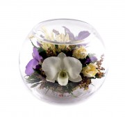 Белая и сине-фиолетовая орхидеи 29516
